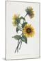 Study of Sunflowers, 1805-Louis Charles Ruotte-Mounted Giclee Print