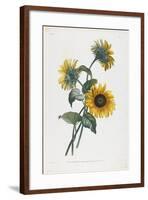 Study of Sunflowers, 1805-Louis Charles Ruotte-Framed Giclee Print