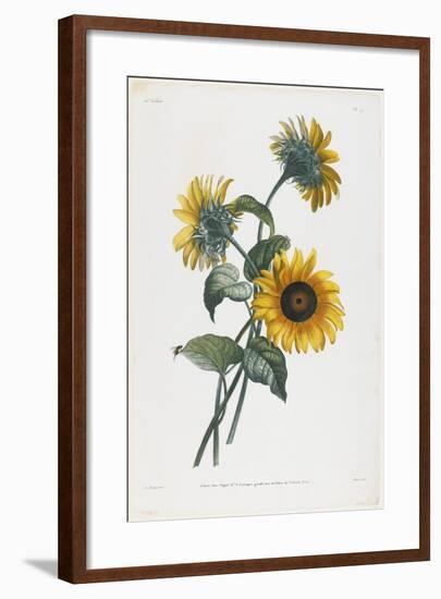 Study of Sunflowers, 1805-Louis Charles Ruotte-Framed Giclee Print