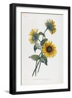 Study of Sunflowers, 1805-Louis Charles Ruotte-Framed Giclee Print