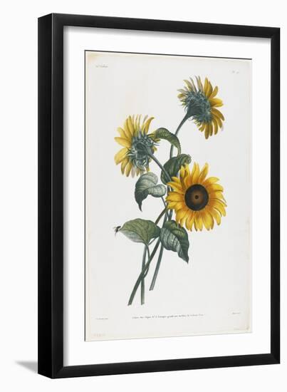 Study of Sunflowers, 1805-Louis Charles Ruotte-Framed Giclee Print