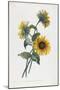 Study of Sunflowers, 1805-Louis Charles Ruotte-Mounted Giclee Print