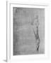 'Study of the Body and Leg of a Man', c1480 (1945)-Leonardo Da Vinci-Framed Giclee Print