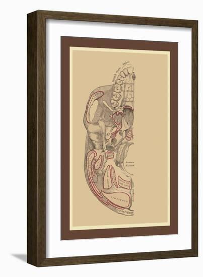 Study of the Skull-null-Framed Art Print