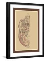 Study of the Skull-null-Framed Art Print