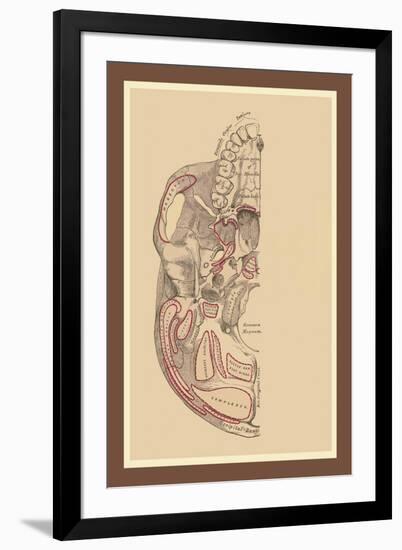 Study of the Skull-null-Framed Art Print