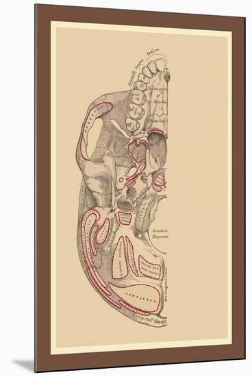 Study of the Skull-null-Mounted Art Print