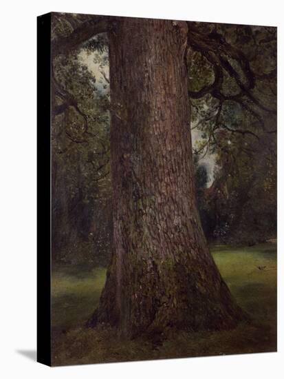 Study of the Trunk of an Elm Tree, circa 1821-John Constable-Stretched Canvas