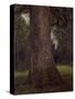 Study of the Trunk of an Elm Tree, circa 1821-John Constable-Stretched Canvas