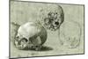 Study of Three Skulls-null-Mounted Art Print