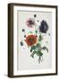 Study of Three Types of Poppies, 1805-Jean-Louis Prevost-Framed Giclee Print