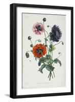 Study of Three Types of Poppies, 1805-Jean-Louis Prevost-Framed Giclee Print