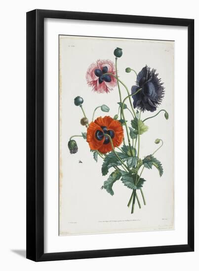 Study of Three Types of Poppies, 1805-Jean-Louis Prevost-Framed Giclee Print