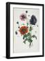 Study of Three Types of Poppies, 1805-Jean-Louis Prevost-Framed Giclee Print