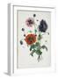 Study of Three Types of Poppies, 1805-Jean-Louis Prevost-Framed Giclee Print