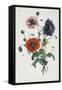 Study of Three Types of Poppies, 1805-Jean-Louis Prevost-Framed Stretched Canvas