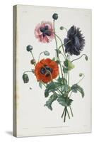Study of Three Types of Poppies, 1805-Jean-Louis Prevost-Stretched Canvas
