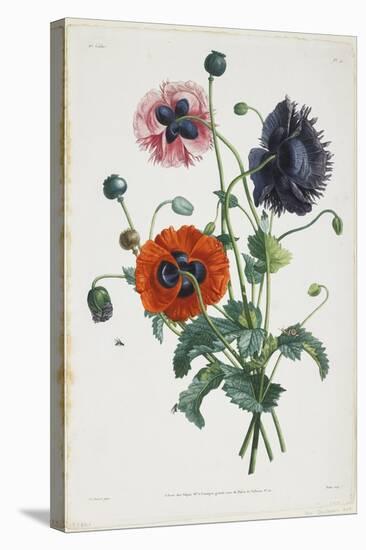Study of Three Types of Poppies, 1805-Jean-Louis Prevost-Stretched Canvas
