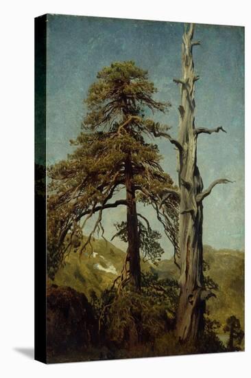 Study of Trees-August Cappelen-Stretched Canvas
