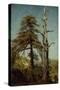 Study of Trees-August Cappelen-Stretched Canvas