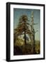 Study of Trees-August Cappelen-Framed Giclee Print