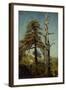 Study of Trees-August Cappelen-Framed Giclee Print