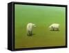 Study of Two Sheep-James W. Johnson-Framed Stretched Canvas