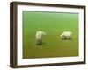 Study of Two Sheep-James W. Johnson-Framed Giclee Print