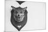 Stuffed Fox Head-Clive Nolan-Mounted Photographic Print