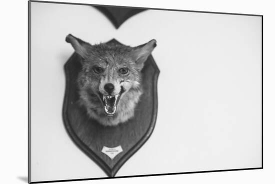 Stuffed Fox Head-Clive Nolan-Mounted Photographic Print