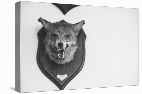 Stuffed Fox Head-Clive Nolan-Stretched Canvas