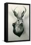 Stuffed Jackalope-null-Framed Stretched Canvas