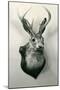 Stuffed Jackalope-null-Mounted Art Print