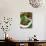 Stuffed Vine Leaves, Dolmades, Arabic Countries, Arabic Cooking, Greek Food, Turkish Food-Nico Tondini-Photographic Print displayed on a wall
