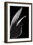 Stuffed White Dove in Flight, Detail Against Black-Colin Crisford-Framed Photographic Print