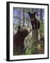 Stump Jumper-Bruce Miller-Framed Giclee Print