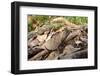 Stump-Tailed Leaf Chameleon (Brookesia Superciliaris) In Rainforest Leaf-Litter-Nick Garbutt-Framed Photographic Print