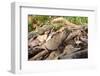 Stump-Tailed Leaf Chameleon (Brookesia Superciliaris) In Rainforest Leaf-Litter-Nick Garbutt-Framed Photographic Print