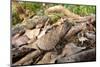 Stump-Tailed Leaf Chameleon (Brookesia Superciliaris) In Rainforest Leaf-Litter-Nick Garbutt-Mounted Photographic Print