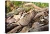 Stump-Tailed Leaf Chameleon (Brookesia Superciliaris) In Rainforest Leaf-Litter-Nick Garbutt-Stretched Canvas