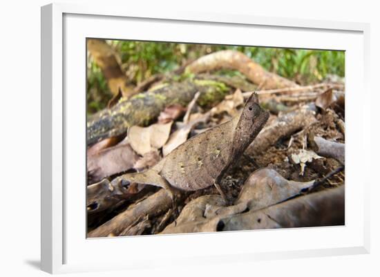 Stump-Tailed Leaf Chameleon (Brookesia Superciliaris) In Rainforest Leaf-Litter-Nick Garbutt-Framed Photographic Print
