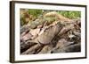 Stump-Tailed Leaf Chameleon (Brookesia Superciliaris) In Rainforest Leaf-Litter-Nick Garbutt-Framed Photographic Print