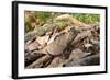 Stump-Tailed Leaf Chameleon (Brookesia Superciliaris) In Rainforest Leaf-Litter-Nick Garbutt-Framed Photographic Print