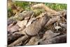 Stump-Tailed Leaf Chameleon (Brookesia Superciliaris) In Rainforest Leaf-Litter-Nick Garbutt-Mounted Photographic Print