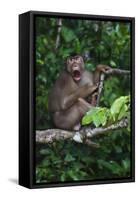 Stump-Tailed Macaque (Macaca Arctoices)-Craig Lovell-Framed Stretched Canvas