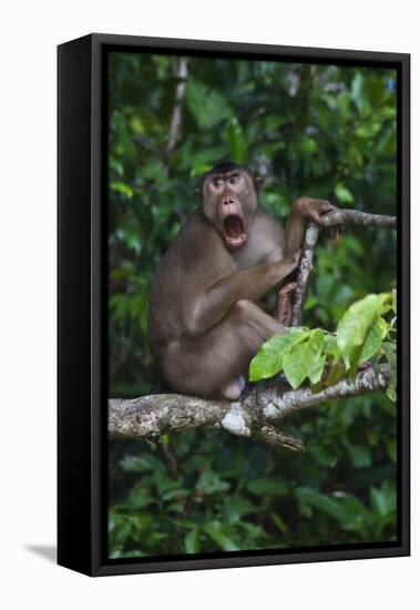 Stump-Tailed Macaque (Macaca Arctoices)-Craig Lovell-Framed Stretched Canvas