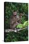 Stump-Tailed Macaque (Macaca Arctoices)-Craig Lovell-Stretched Canvas