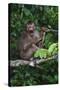 Stump-Tailed Macaque (Macaca Arctoices)-Craig Lovell-Stretched Canvas