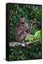 Stump-Tailed Macaque (Macaca Arctoices)-Craig Lovell-Framed Stretched Canvas