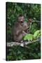 Stump-Tailed Macaque (Macaca Arctoices)-Craig Lovell-Stretched Canvas